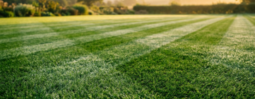 Lawn Care